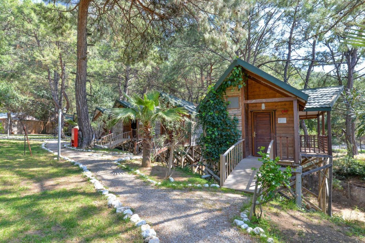Pine Houses with Sea View