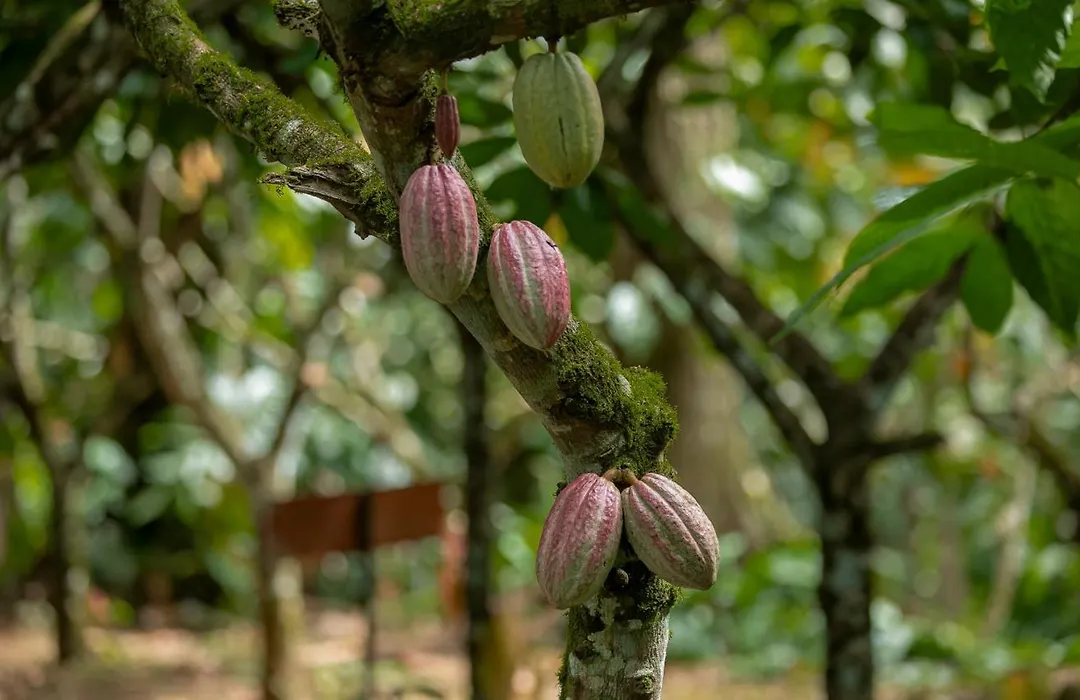 Eden Organic Farm & Bungalows-1