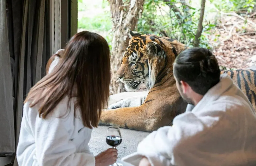 Big Cat Bungalows At The Haven - Tiger 2-1