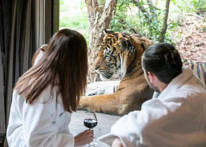 Big Cat Bungalows At The Haven - Lion 2 Canastota
