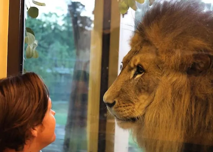 Big Cat Bungalows At The Haven - Lion 2 Canastota